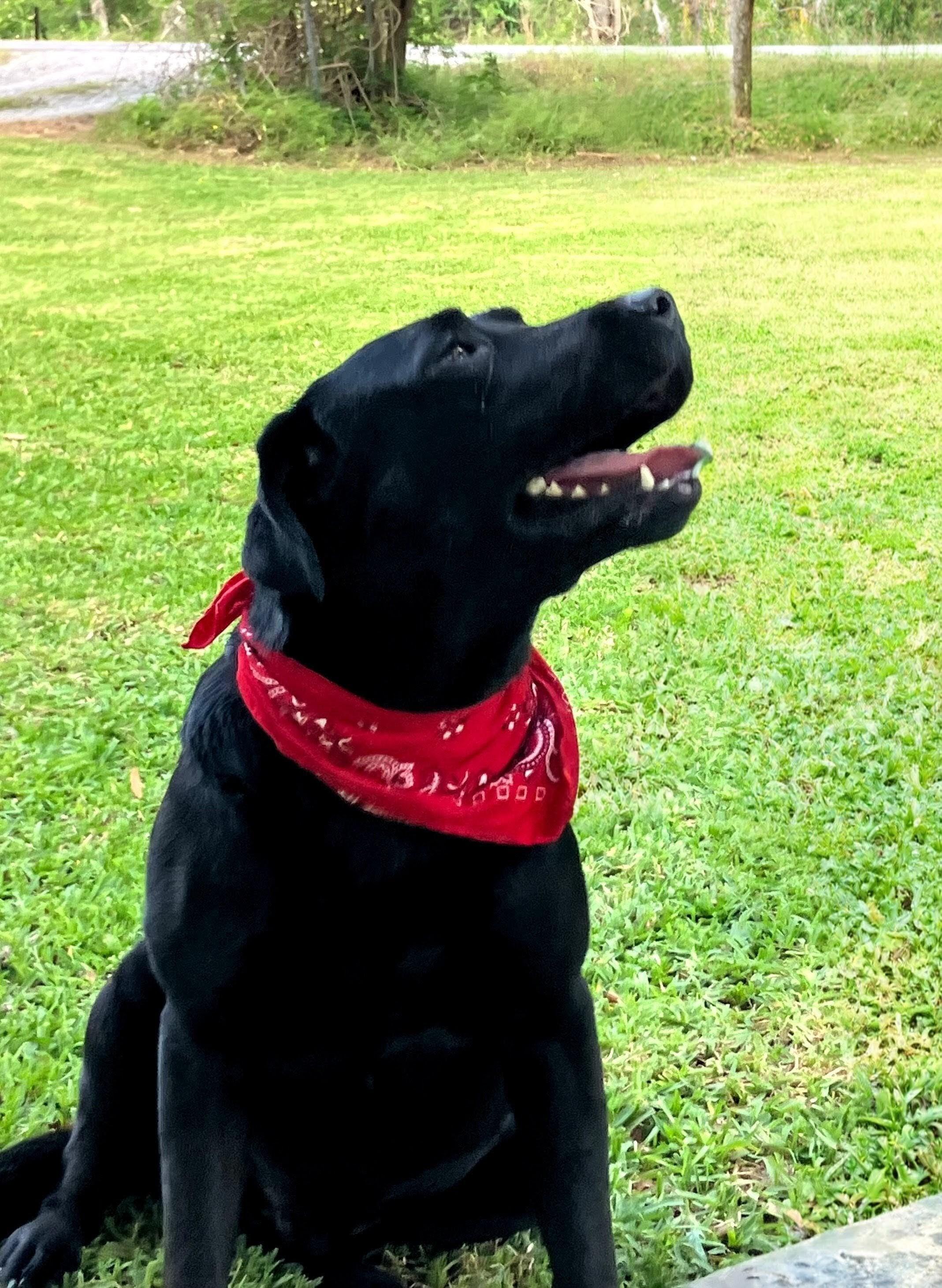 Enlarge Tucker, an adopted Black Labrador Retriever in Willington, CT image 3/6