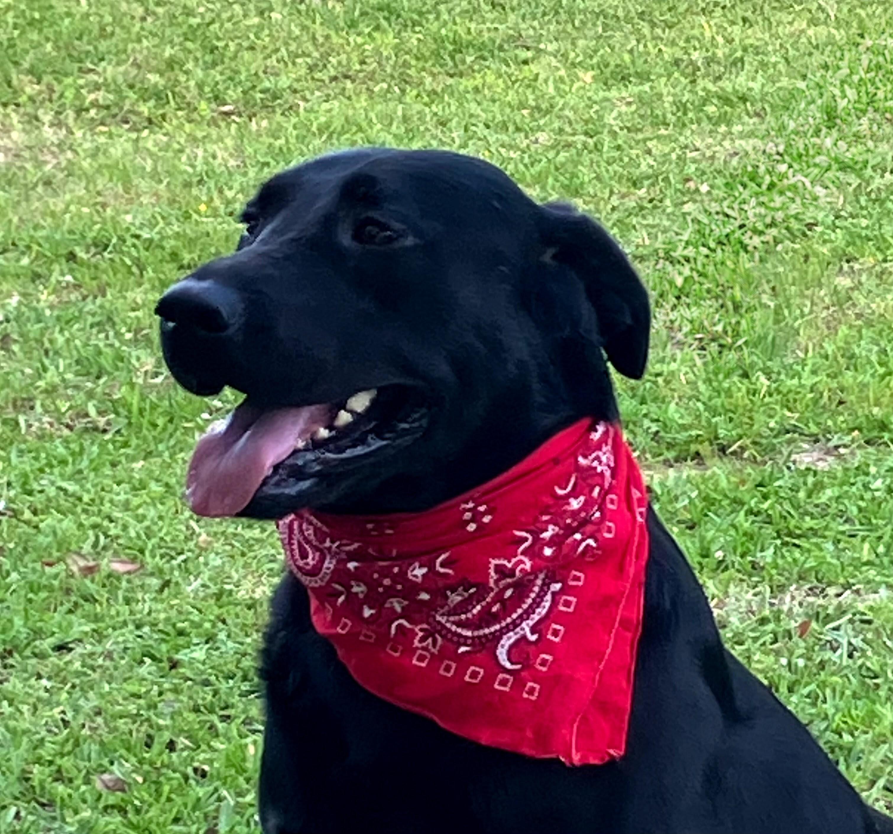 Enlarge Tucker, an adopted Black Labrador Retriever in Willington, CT image 4/6