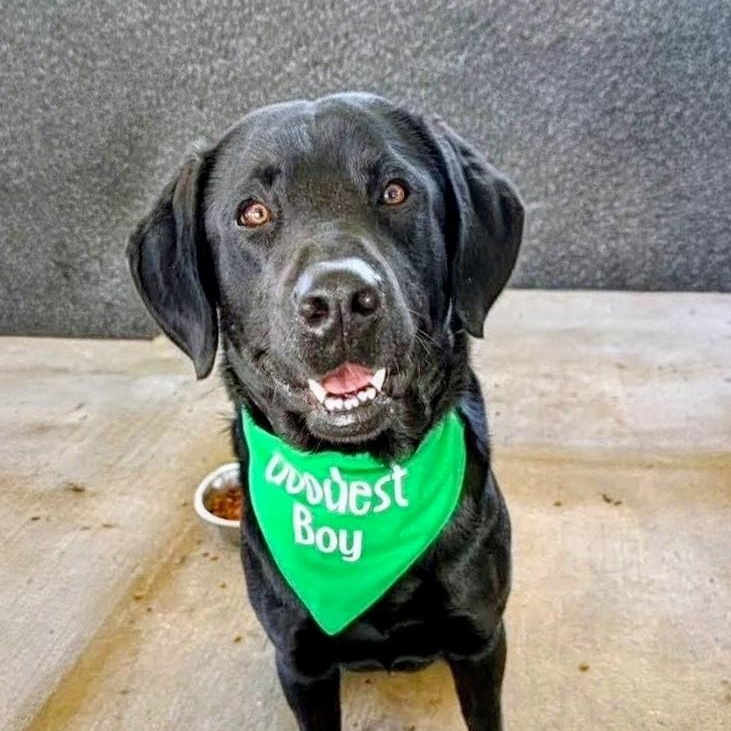 Enlarge Tucker, an adopted Black Labrador Retriever in Willington, CT image 1/6