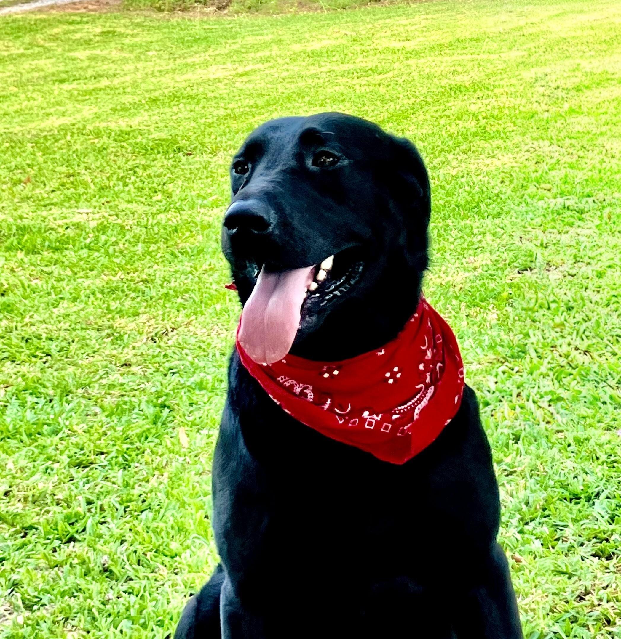 Enlarge Tucker, an adopted Black Labrador Retriever in Willington, CT image 5/6