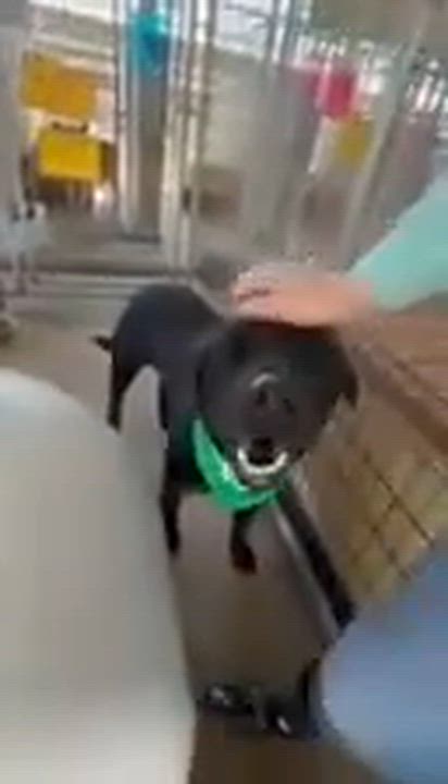 Enlarge Tucker, an adopted Black Labrador Retriever in Willington, CT video 6/6