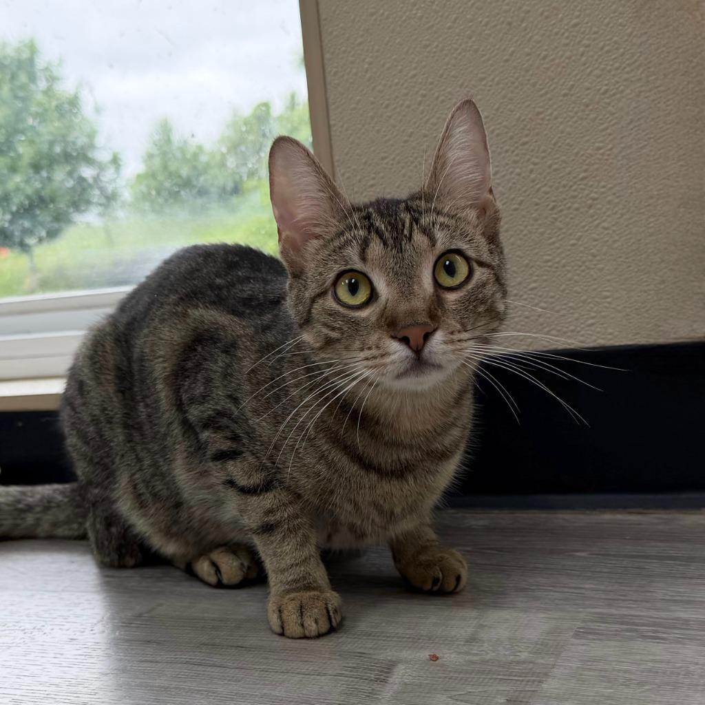 Midge, Adoptable, Young Female Domestic Short Hair.