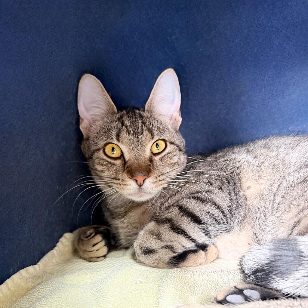 Midge, a Adoptable Domestic Short Hair in State College, PA image 2/6