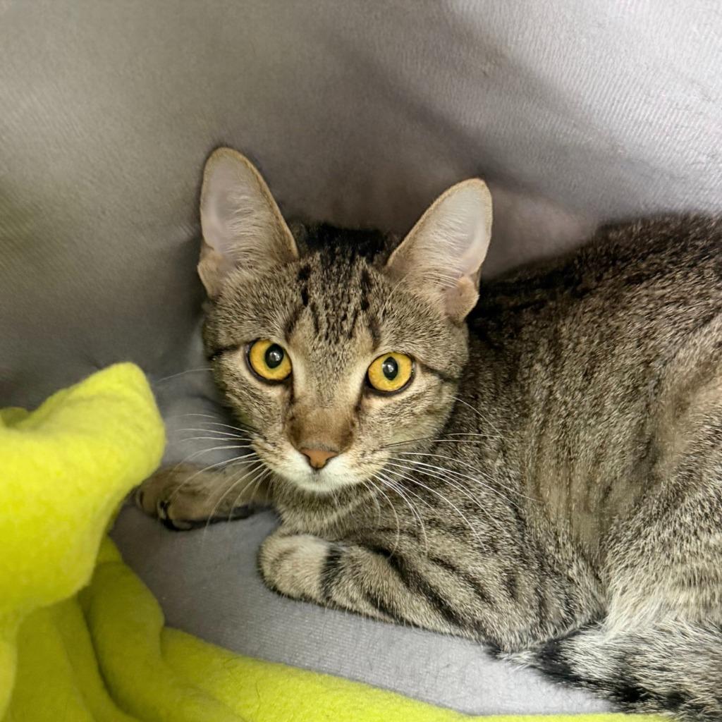 Midge, a Adoptable Domestic Short Hair in State College, PA image 3/6