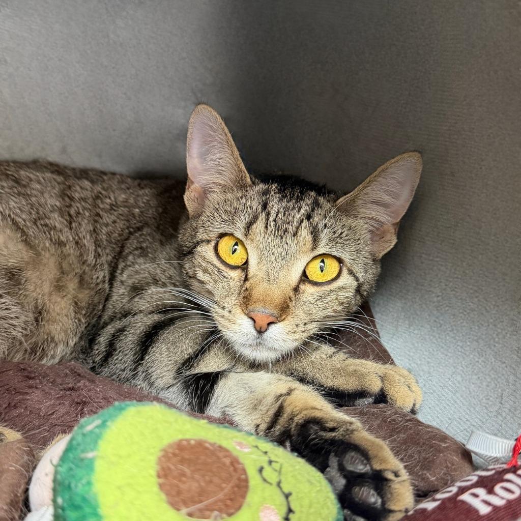 Midge, a Adoptable Domestic Short Hair in State College, PA image 4/6