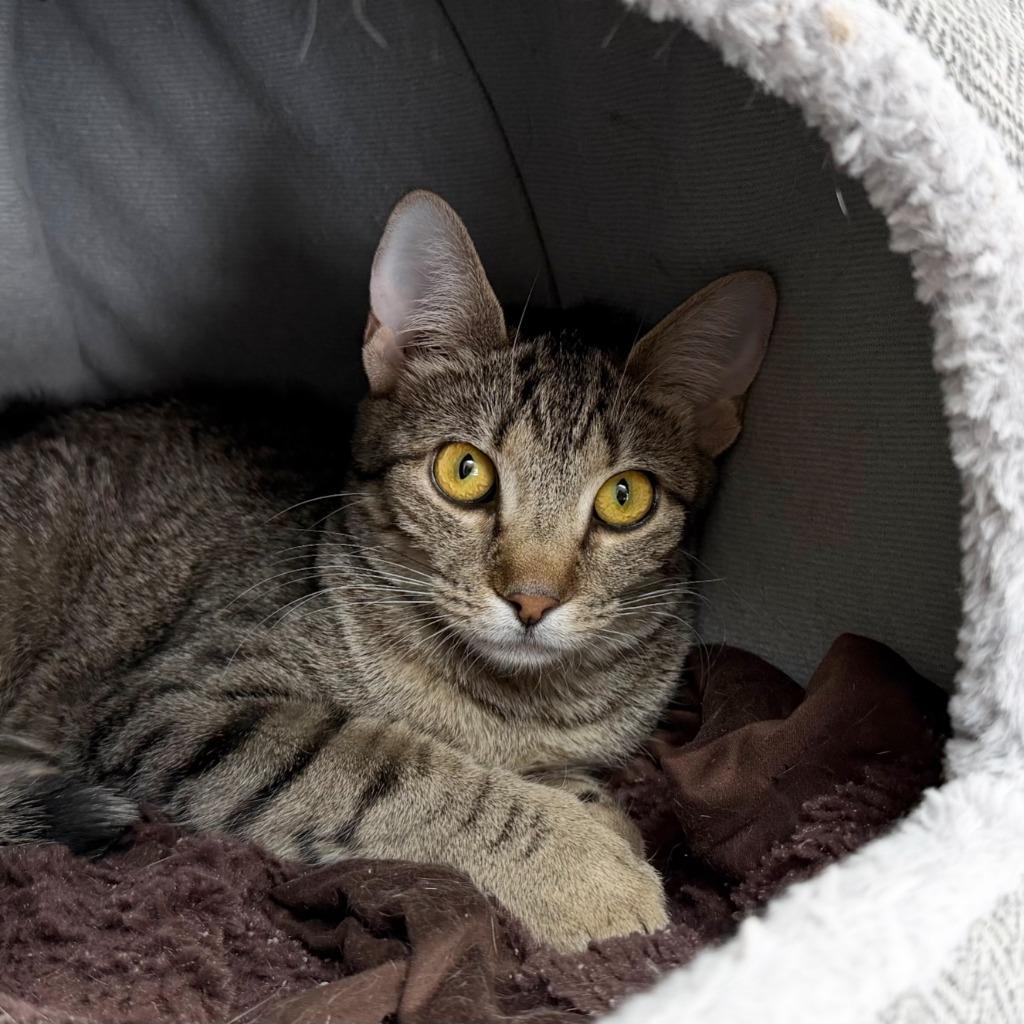 Midge, a Adoptable Domestic Short Hair in State College, PA image 5/6