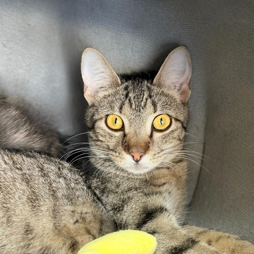 Midge, a Adoptable Domestic Short Hair in State College, PA image 6/6