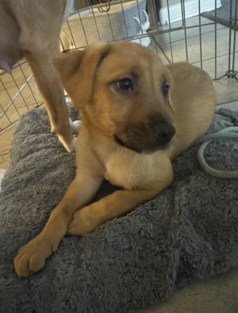 Enlarge Marley, a Adoptable mixed breed in Pflugerville, TX image 3/4