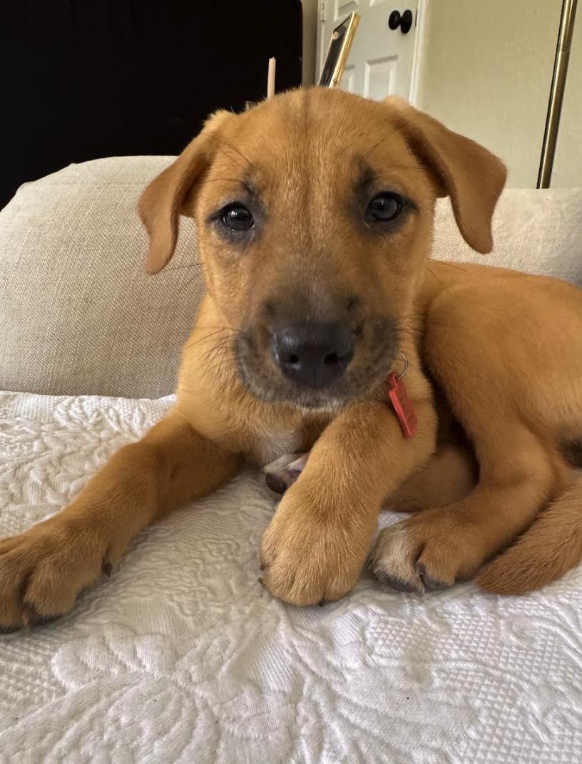 Marley, Adoptable, Puppy Female Labrador Retriever.