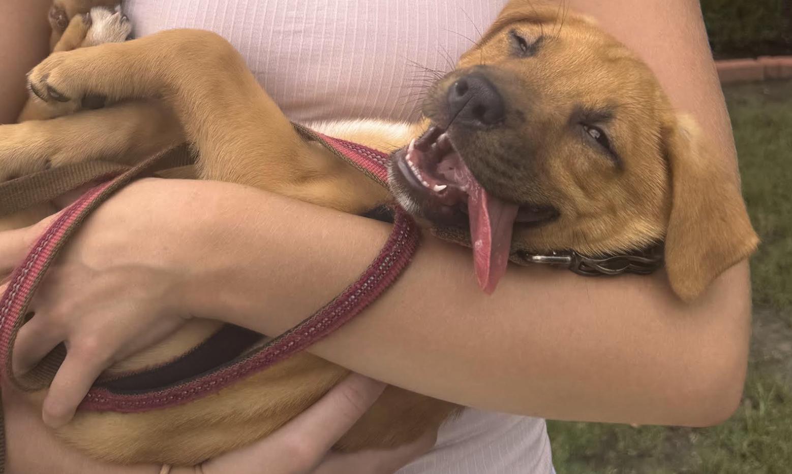 Enlarge Marley, a Adoptable mixed breed in Pflugerville, TX image 2/4