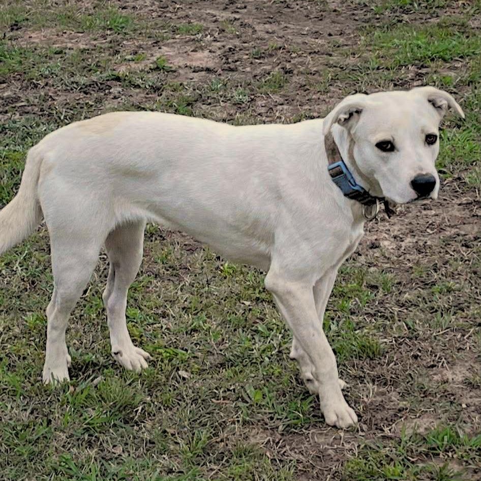 Enlarge Honey, a ADOPTABLE mixed breed in Niskayuna, NY image 5/6