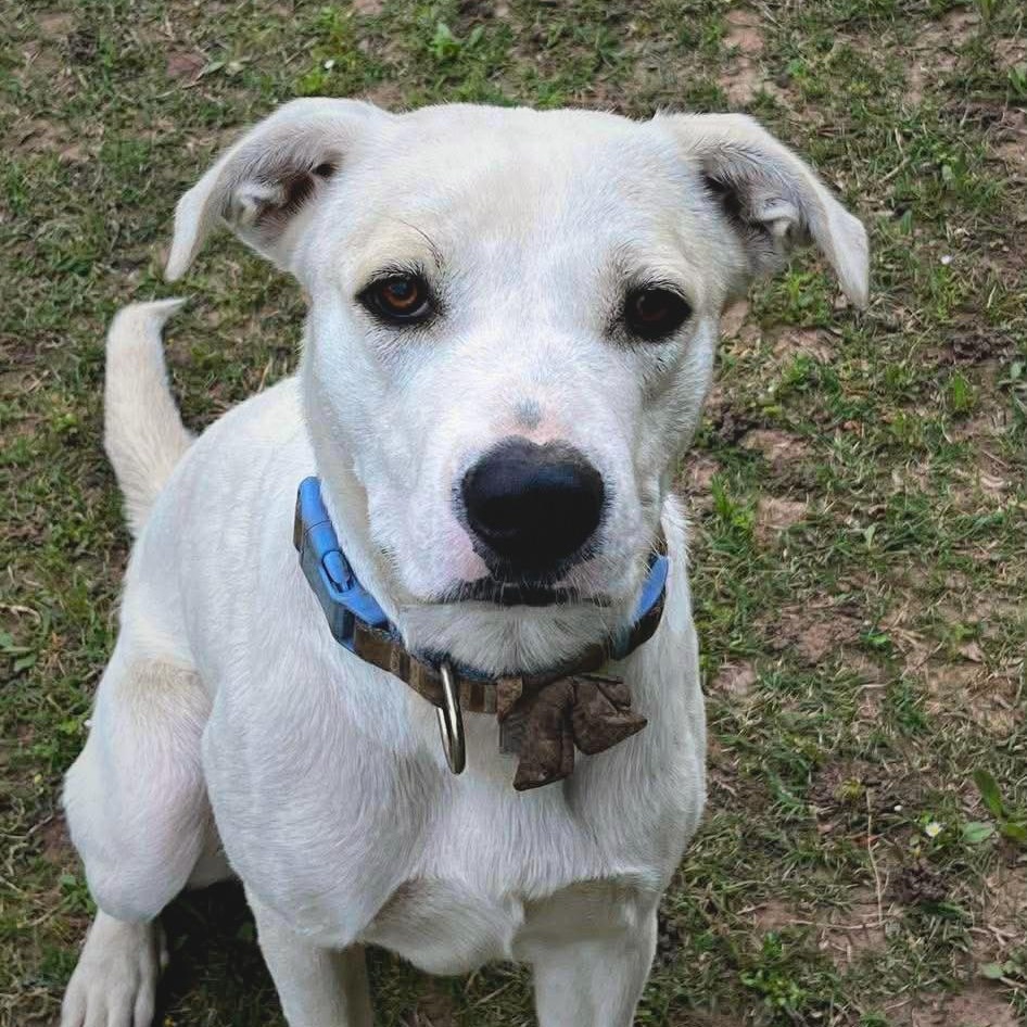 Enlarge Honey, a ADOPTABLE mixed breed in Niskayuna, NY image 1/6