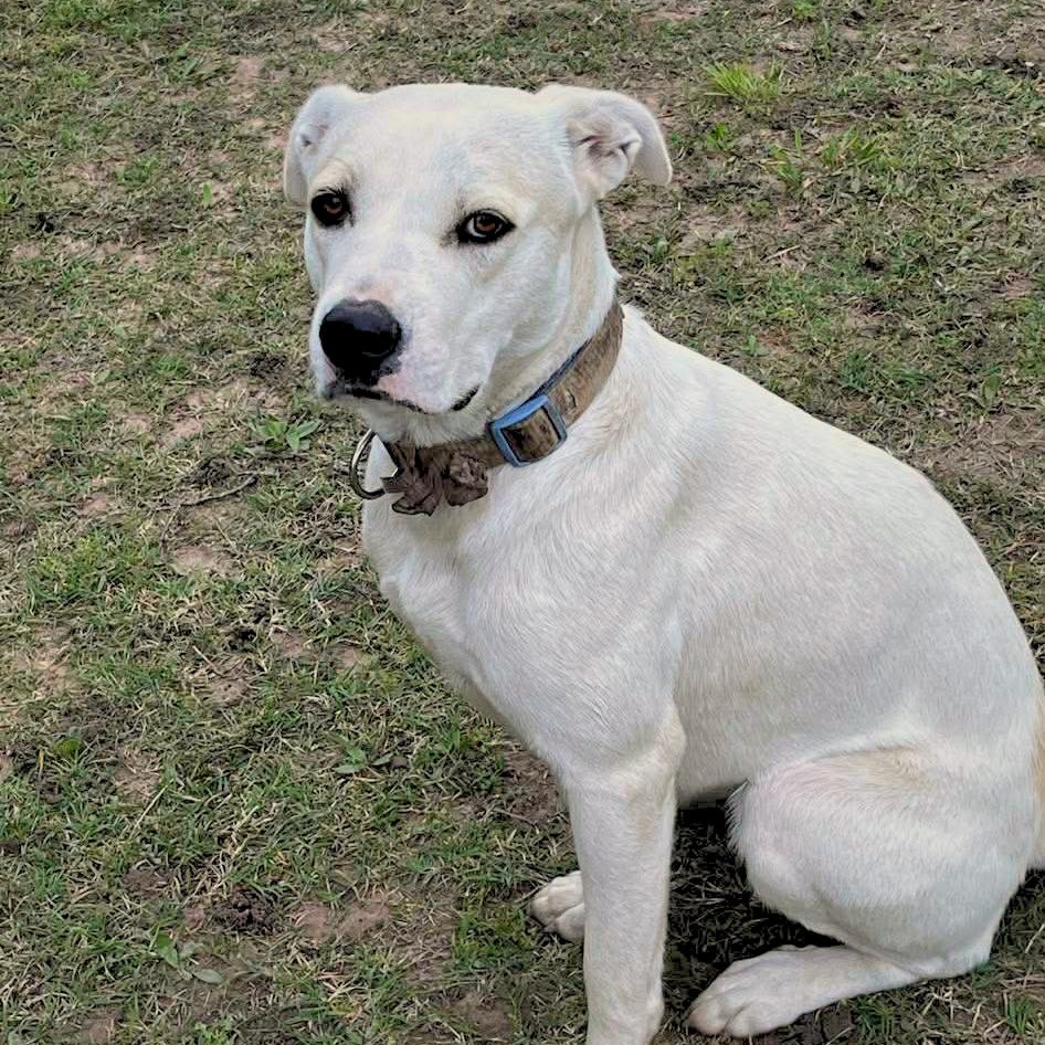 Enlarge Honey, a ADOPTABLE mixed breed in Niskayuna, NY image 6/6
