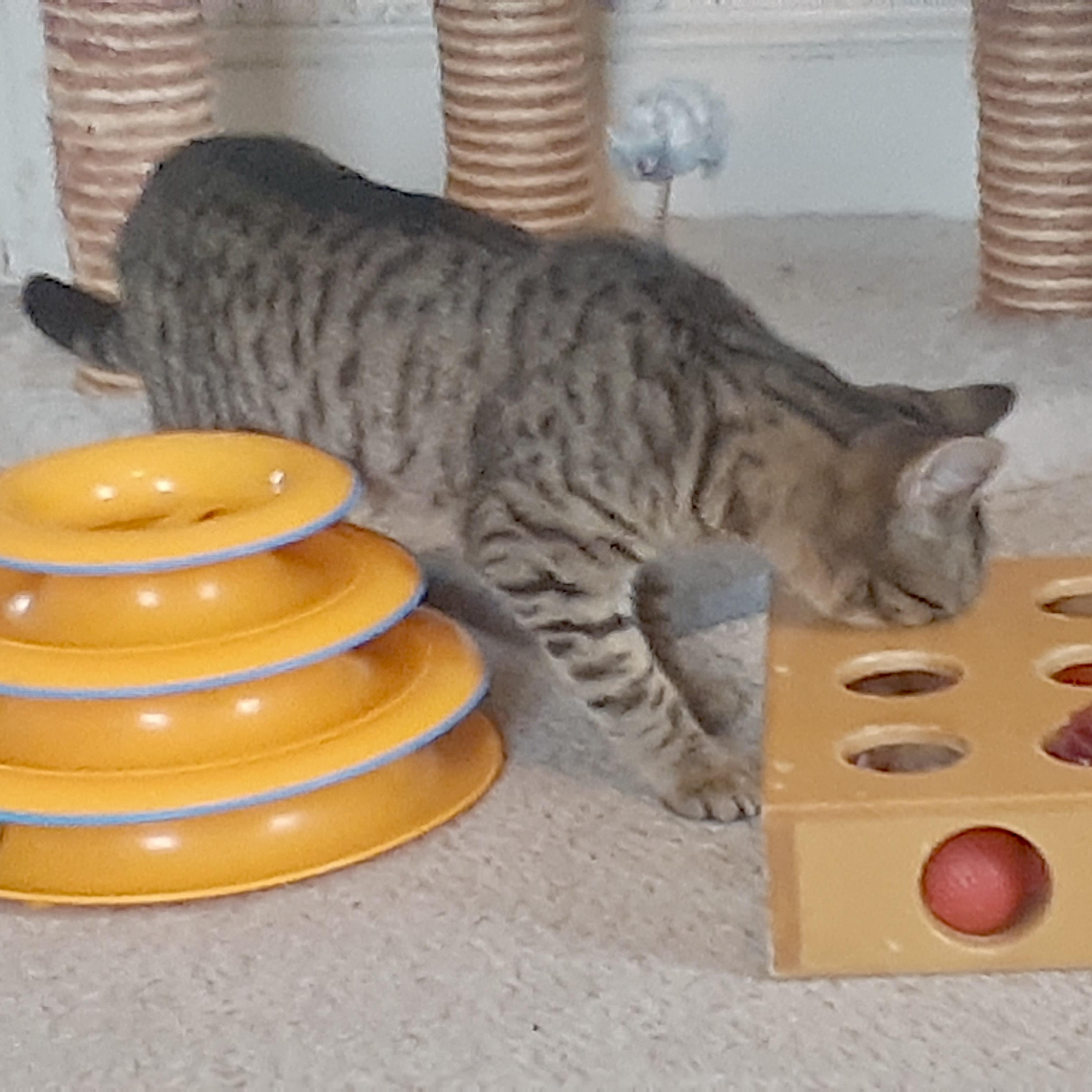 Enlarge Heidi, an adopted Tiger in Central Falls, RI image 5/6