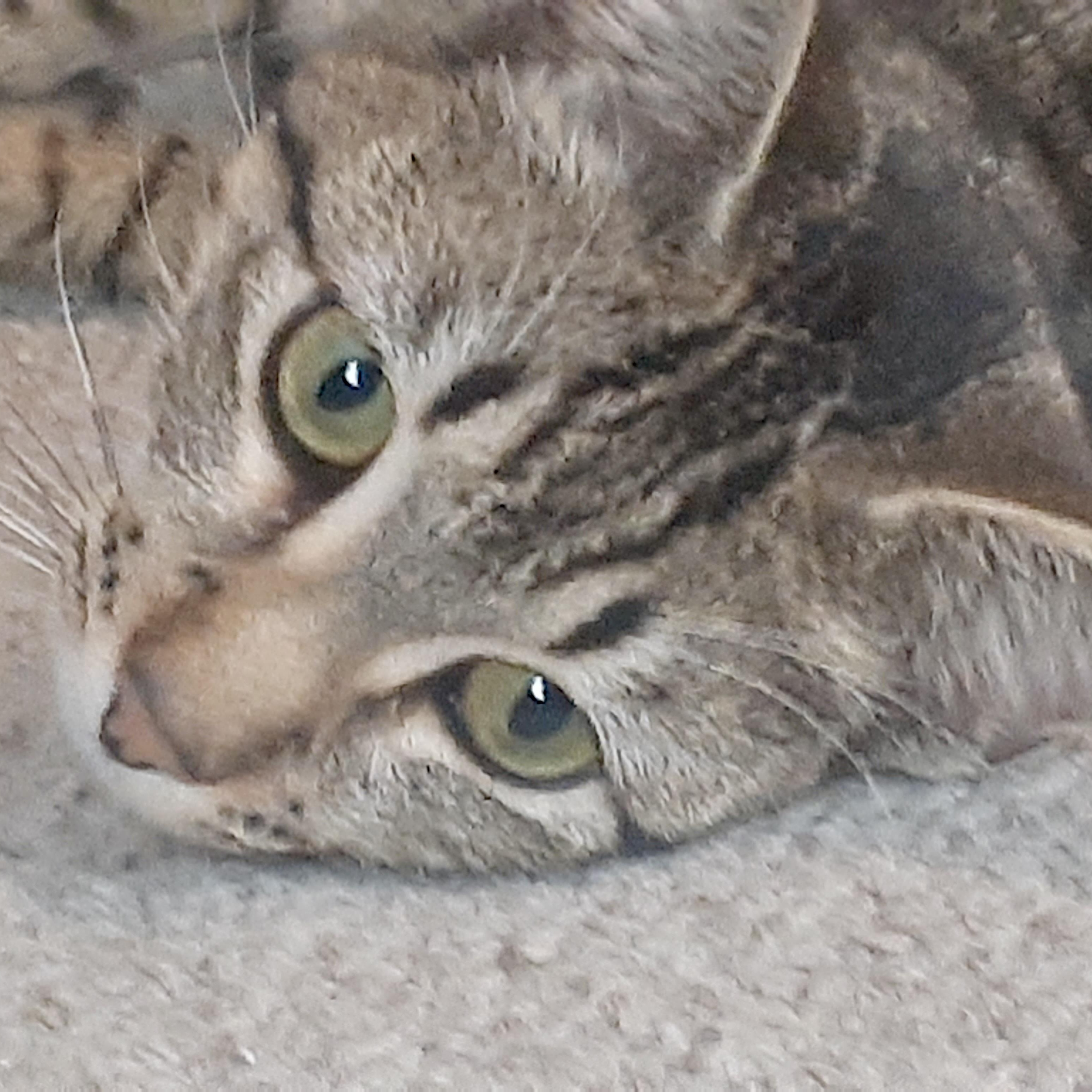 Enlarge Heidi, an adopted Tiger in Central Falls, RI image 2/6