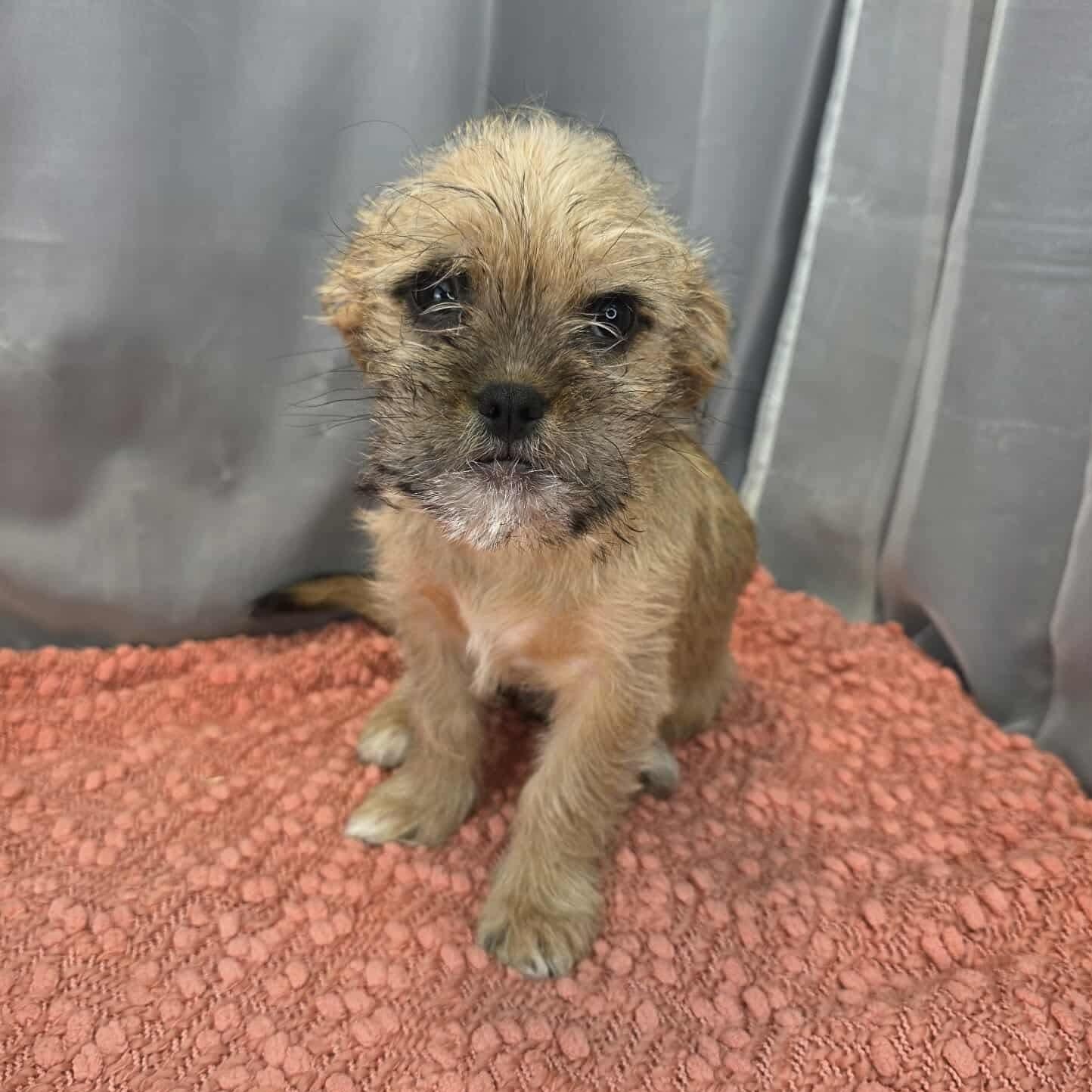 Enlarge Dash, a Adoptable mixed breed in Southfield , MI image 2/4