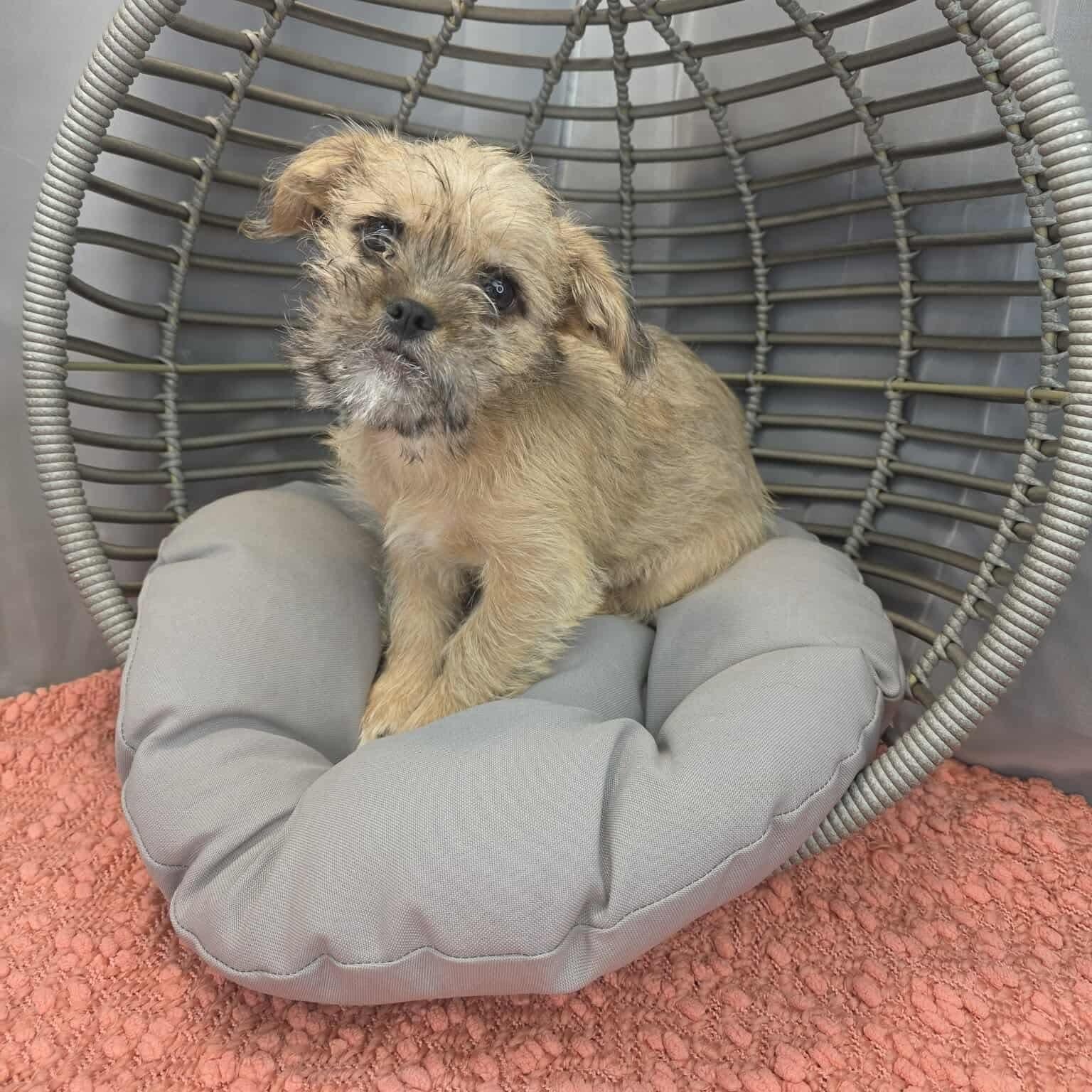 Enlarge Dash, a Adoptable mixed breed in Southfield , MI image 1/4