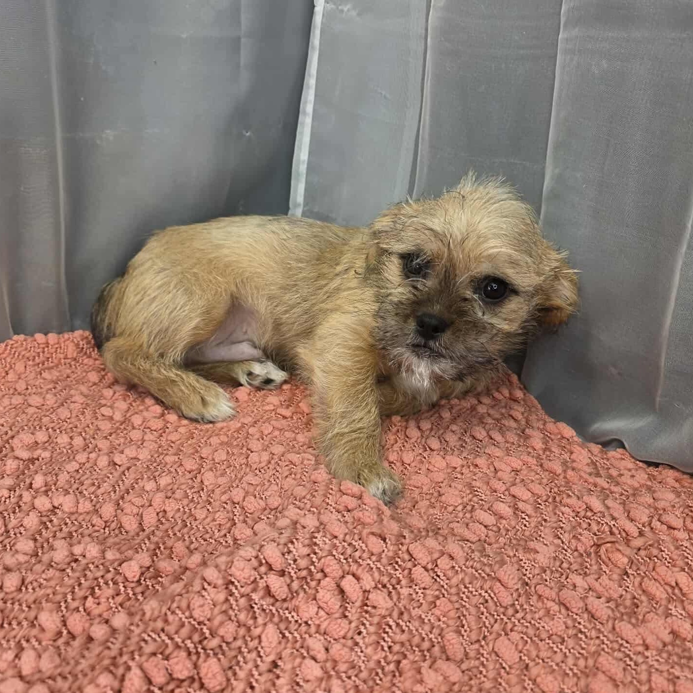 Enlarge Dash, a Adoptable mixed breed in Southfield , MI image 4/4