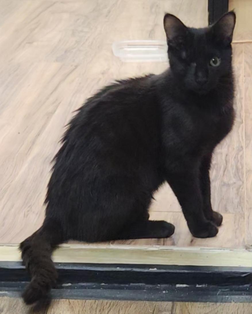 Enlarge Webster, an adopted Domestic Short Hair in Stow, MA image 4/5