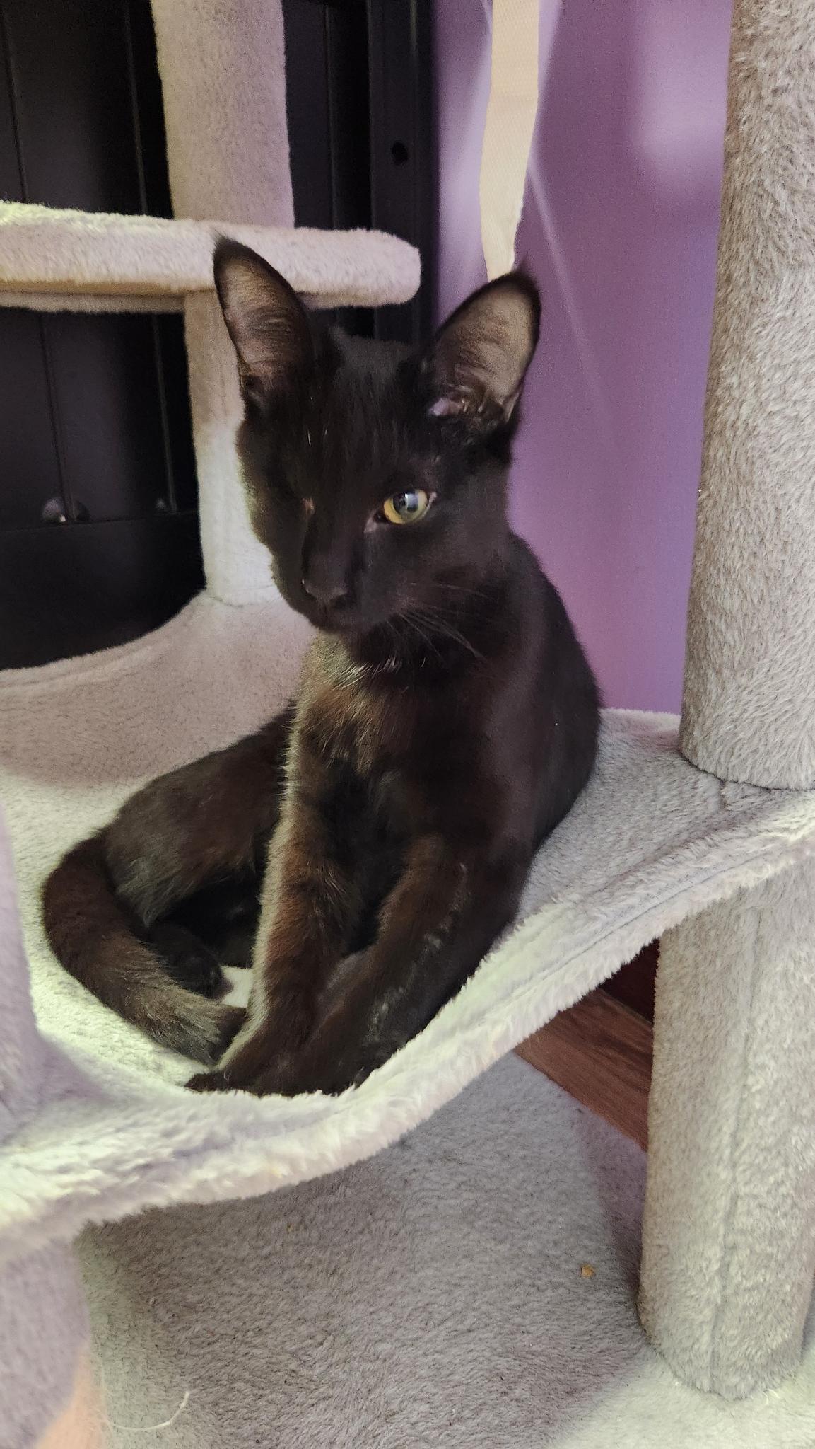 Enlarge Webster, an adopted Domestic Short Hair in Stow, MA image 3/5