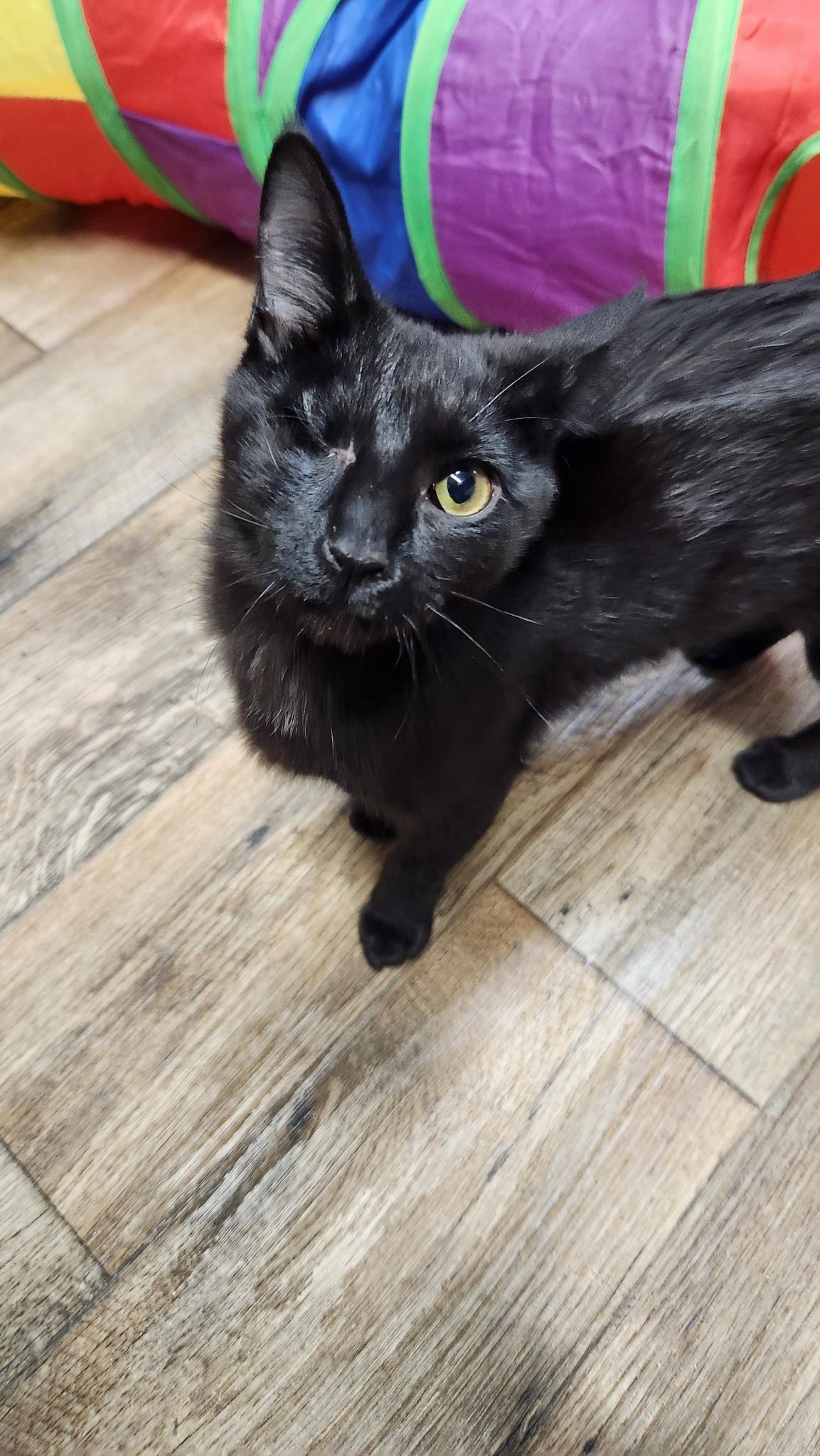 Enlarge Webster, an adopted Domestic Short Hair in Stow, MA image 5/5