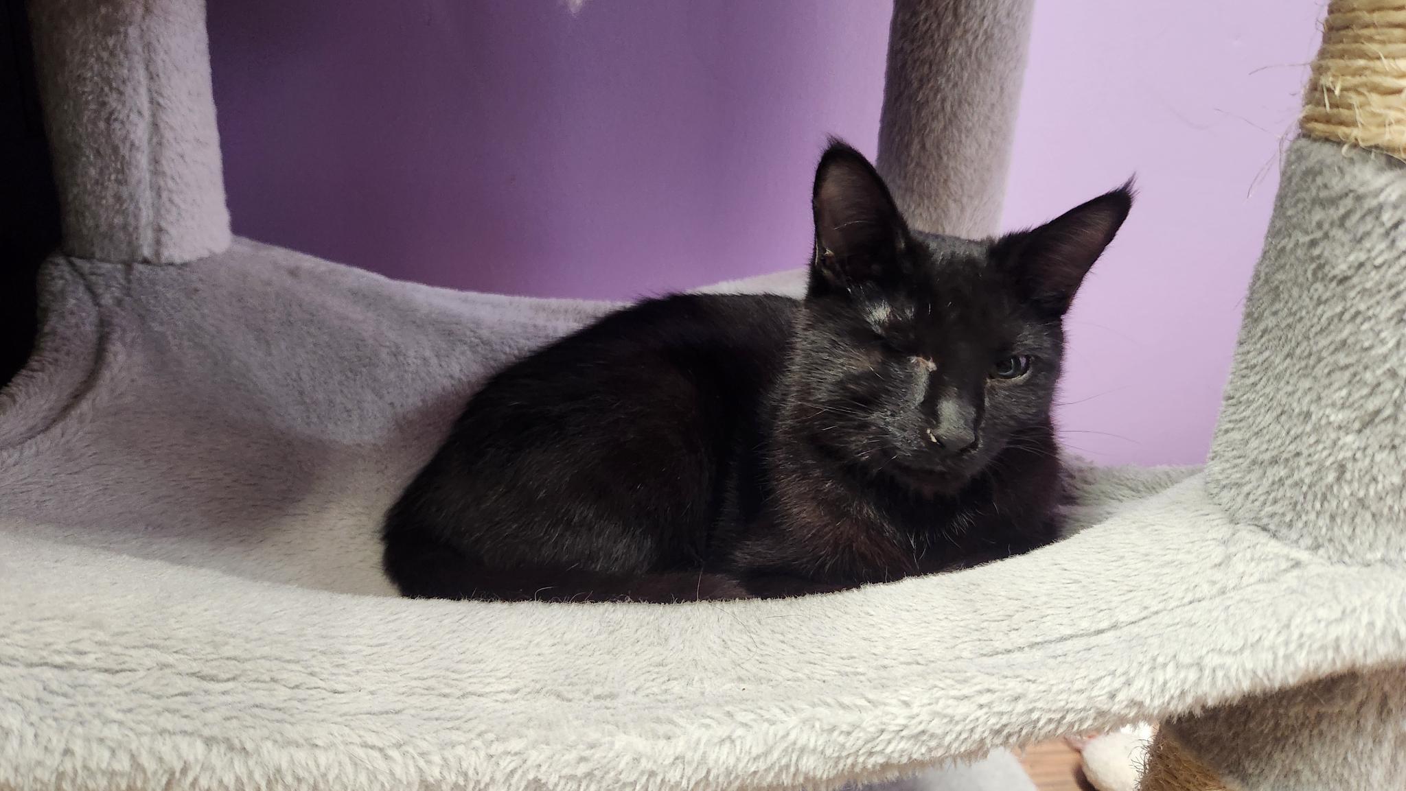 Enlarge Webster, an adopted Domestic Short Hair in Stow, MA image 2/5
