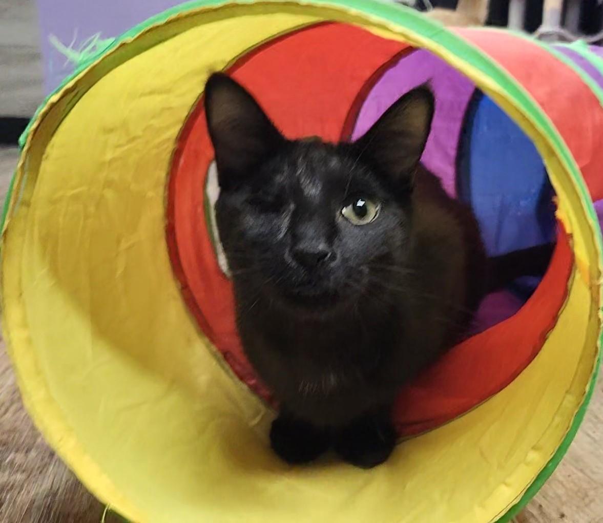 Enlarge Webster, an adopted Domestic Short Hair in Stow, MA image 1/5