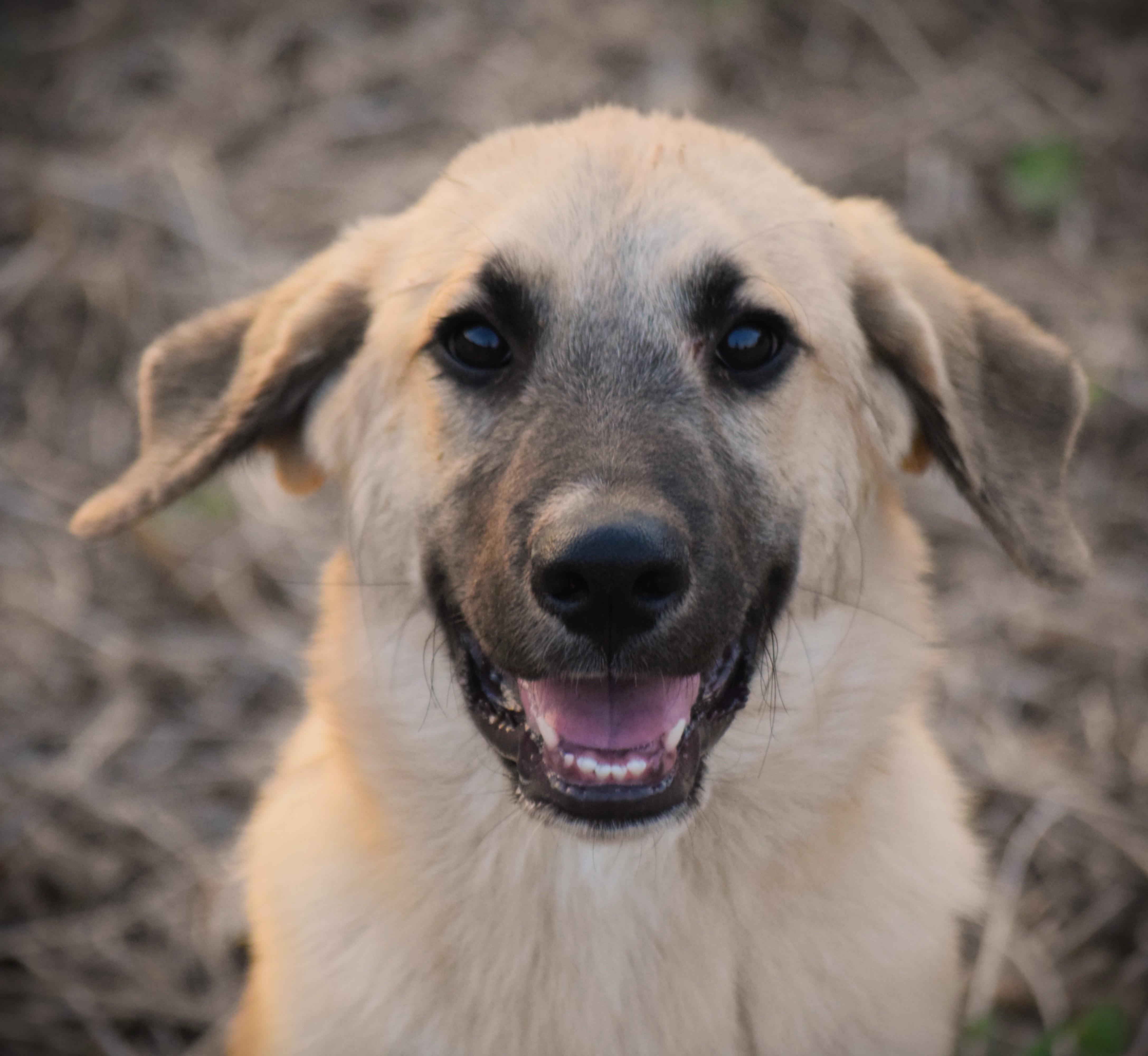Max- snuggly baby, Adoptable, Puppy Male Anatolian Shepherd.