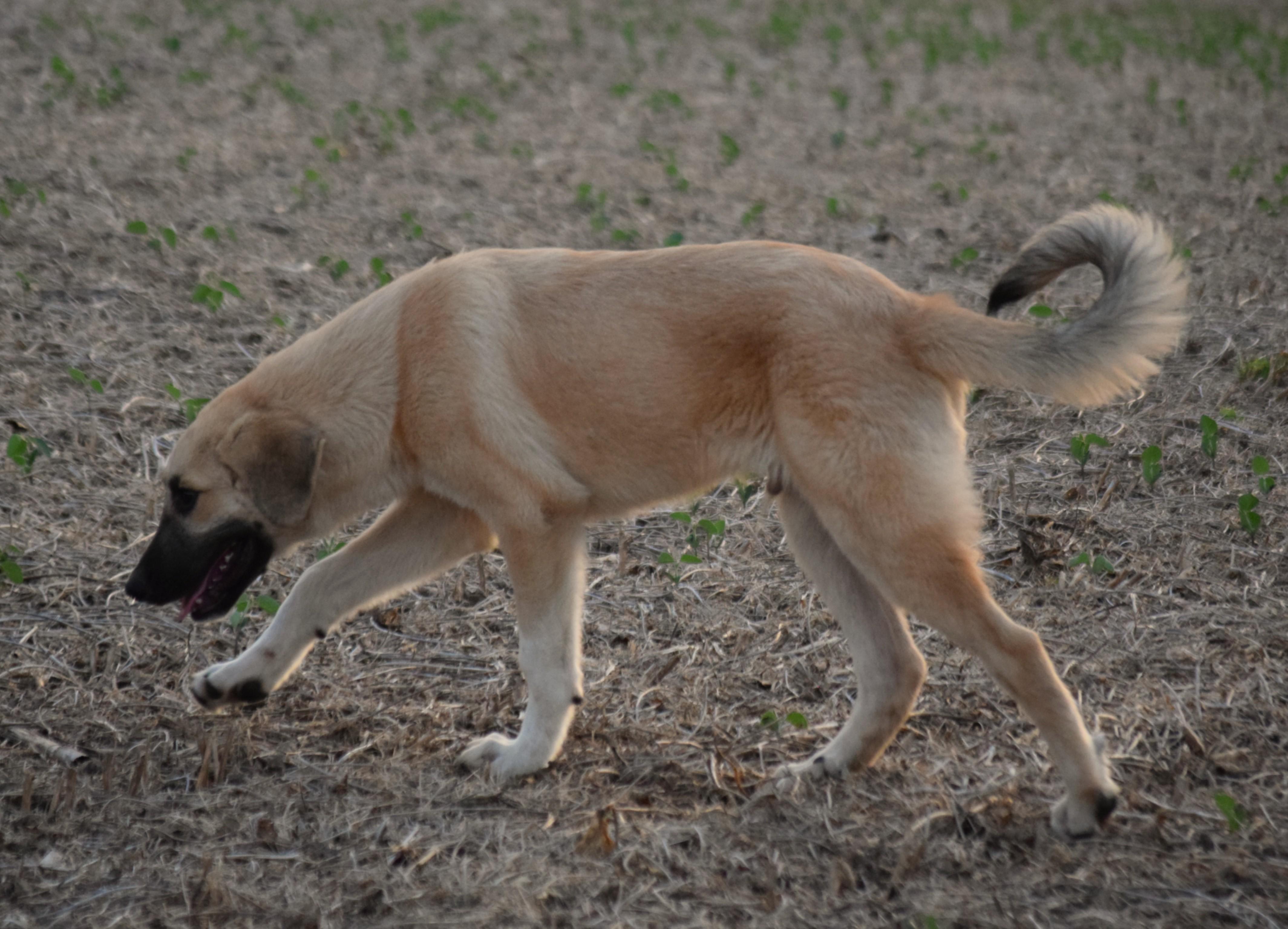Enlarge Max- snuggly baby, a Adoptable Anatolian Shepherd in Rockport, IN image 3/5