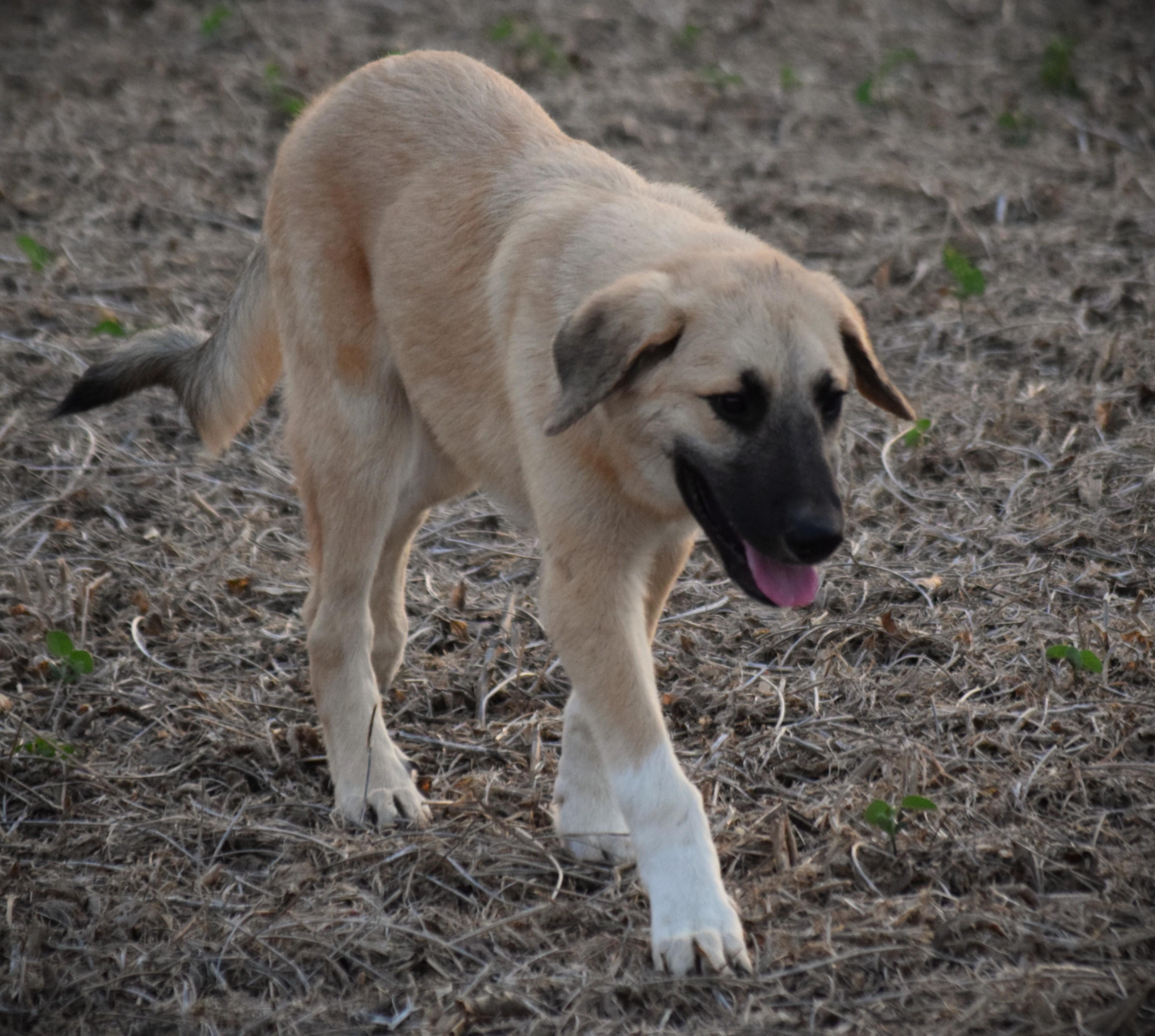 Enlarge Max- snuggly baby, a Adoptable Anatolian Shepherd in Rockport, IN image 2/5