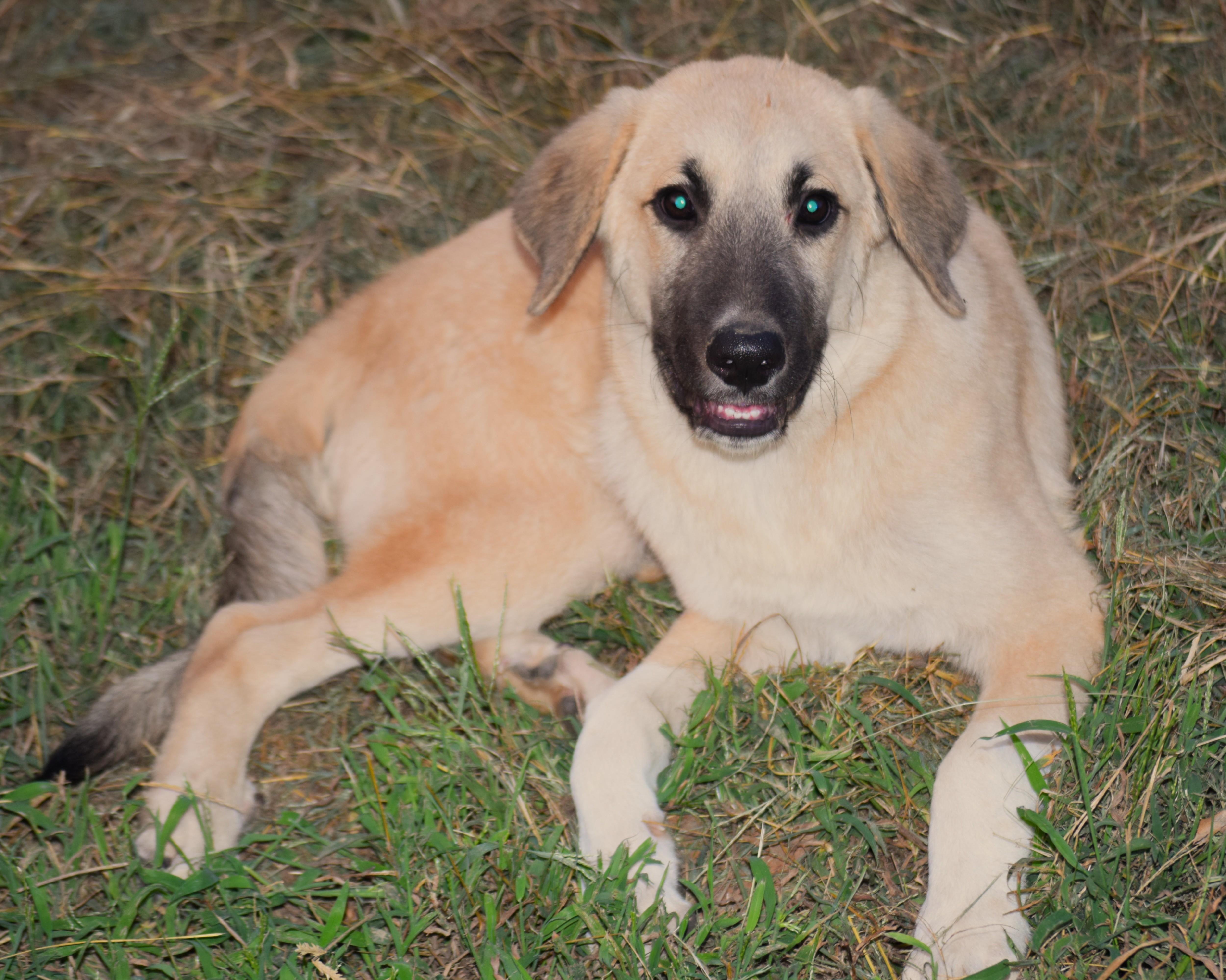Enlarge Max- snuggly baby, a Adoptable Anatolian Shepherd in Rockport, IN image 5/5