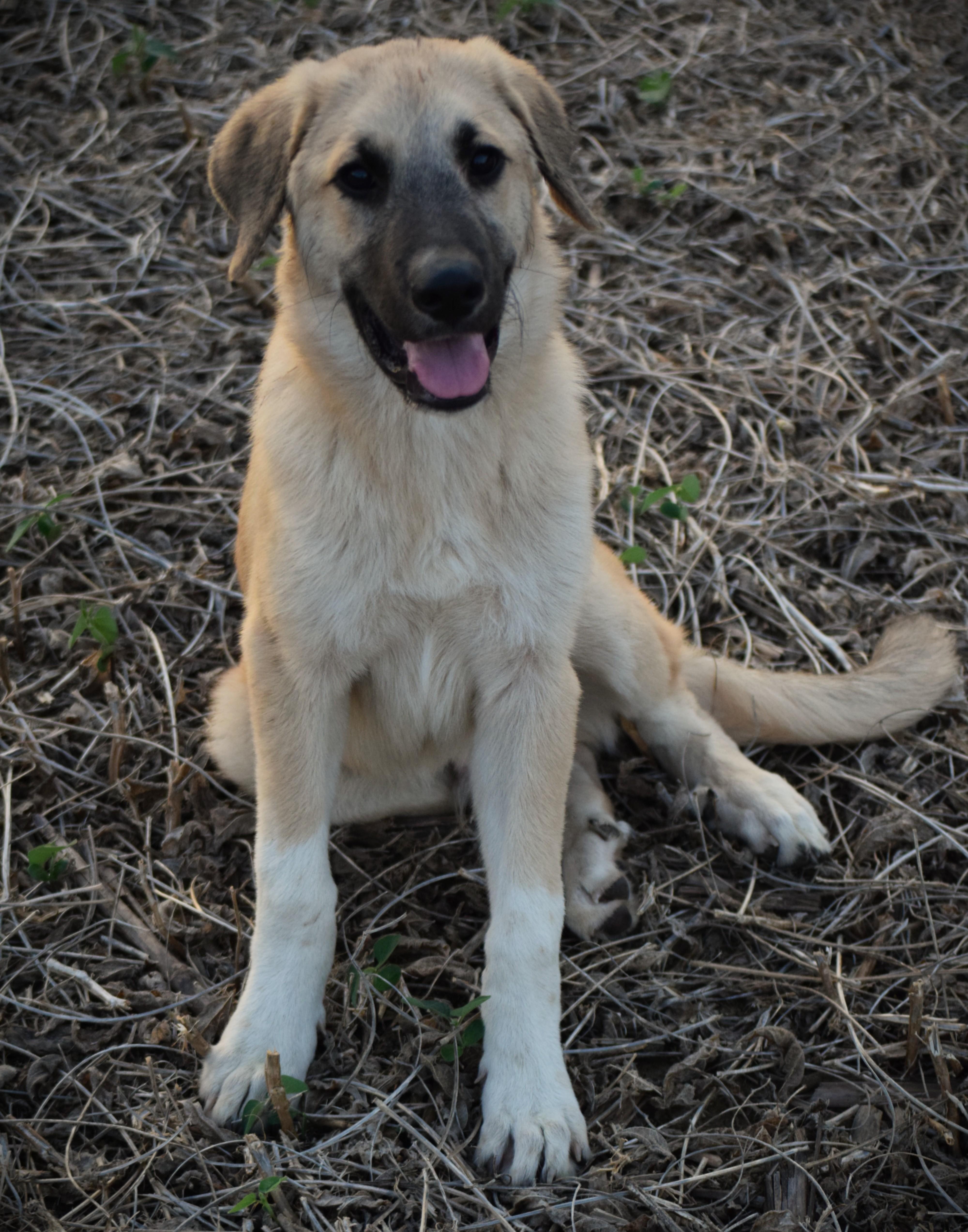 Enlarge Max- snuggly baby, a Adoptable Anatolian Shepherd in Rockport, IN image 4/5