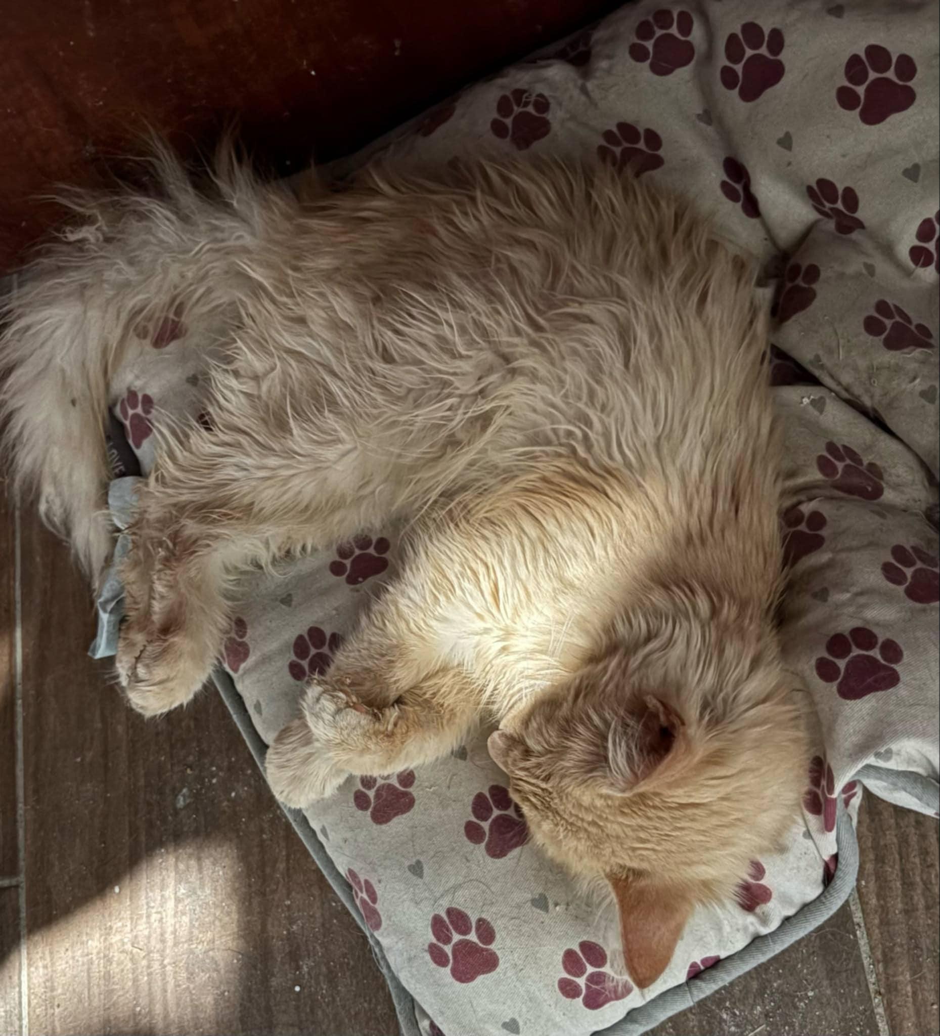 Winnie (BSM-Fostered in TN) photo 3