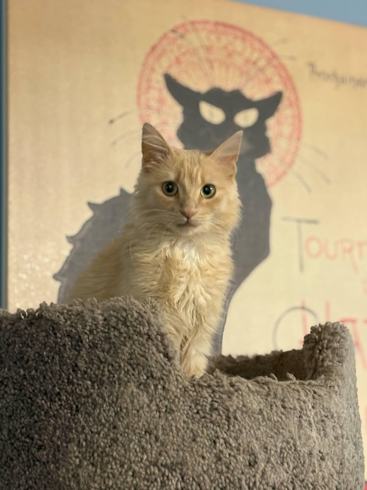 Winnie (BSM-Fostered in TN), Young Female unknown