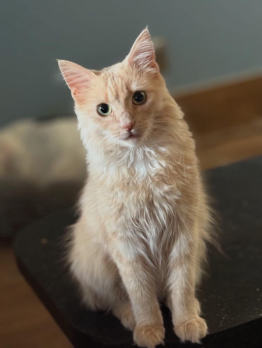 Winnie (BSM-Fostered in TN), Young Female unknown