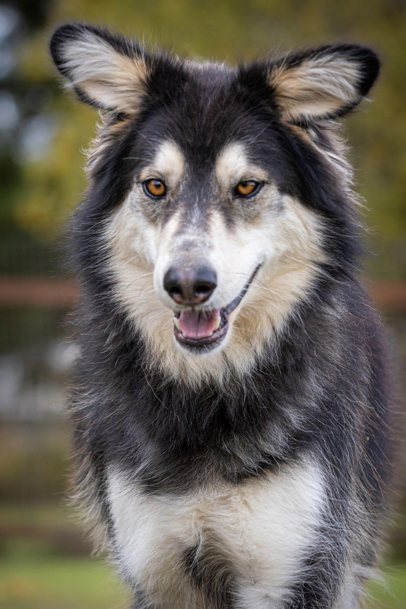 Enlarge YUKON, a Adoptable mixed breed in Seattle, WA image 1/3