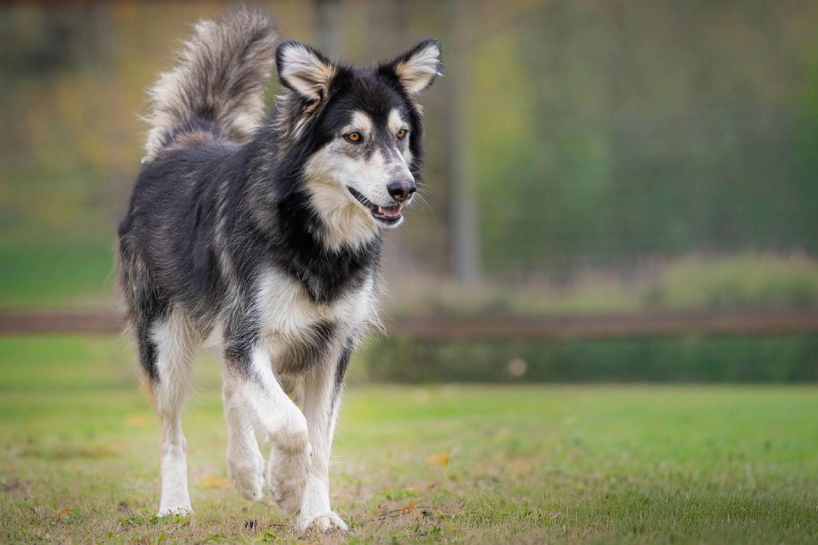 Enlarge YUKON, a Adoptable mixed breed in Seattle, WA image 2/3