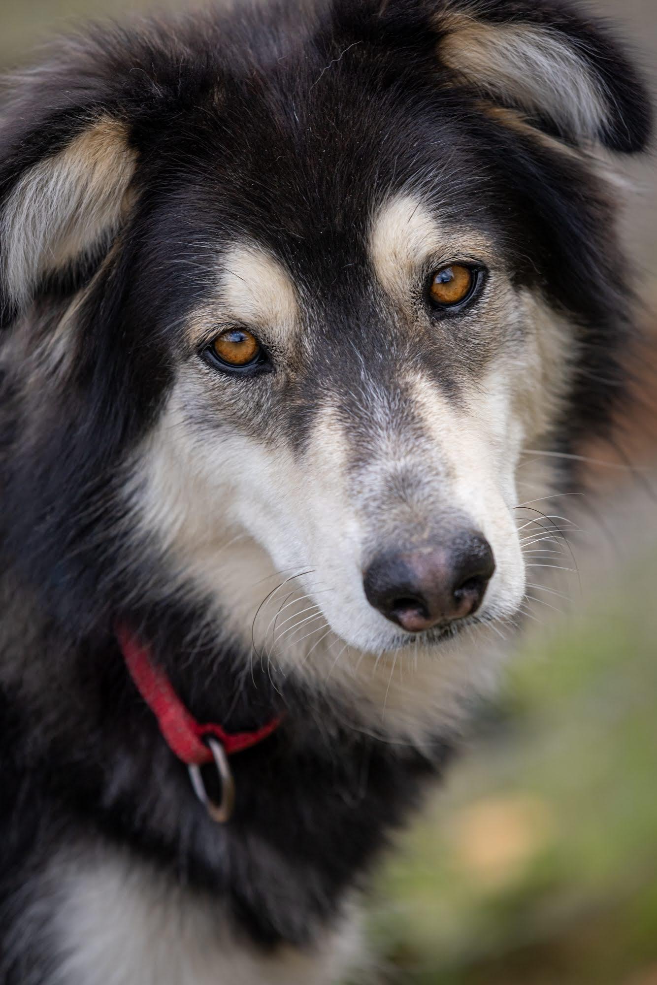 Enlarge YUKON, a Adoptable mixed breed in Seattle, WA image 3/3