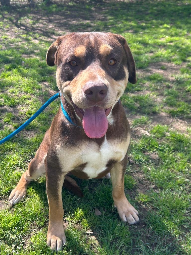 Enlarge Baxter, a Adoptable mixed breed in Benton, AR image 1/3