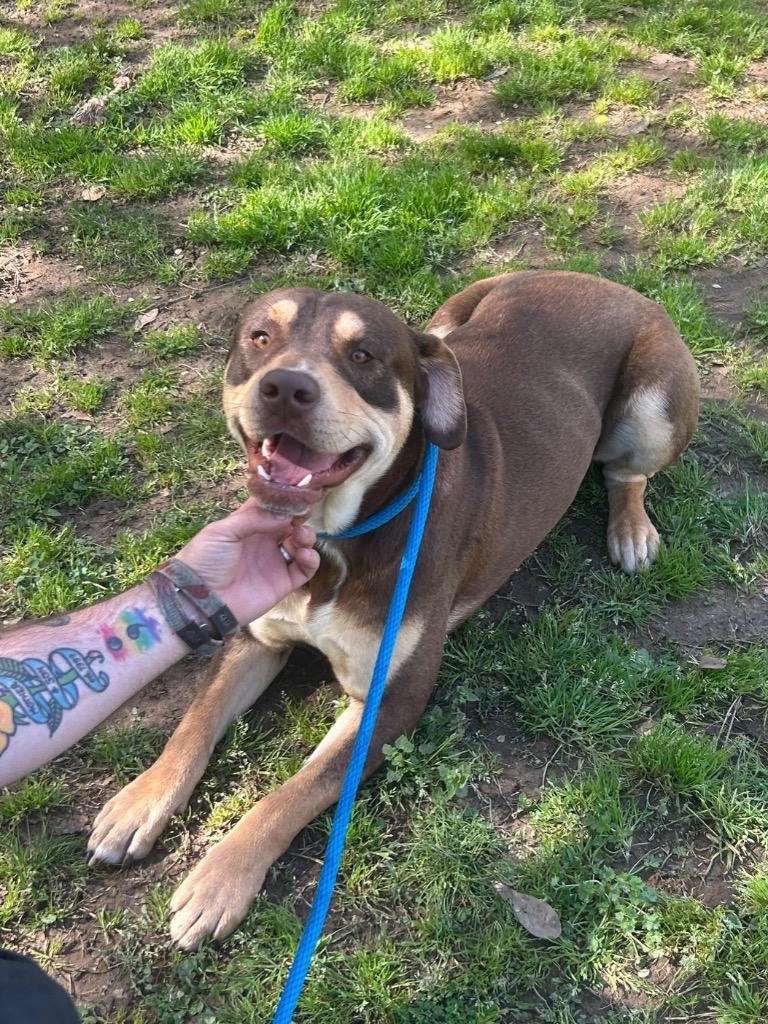 Enlarge Baxter, a Adoptable mixed breed in Benton, AR image 2/3