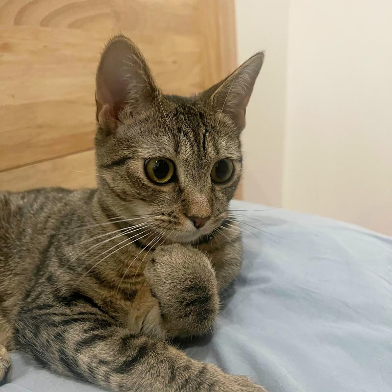 Enlarge Itsy, a ADOPTABLE Domestic Short Hair in Port Chester, NY image 4/4