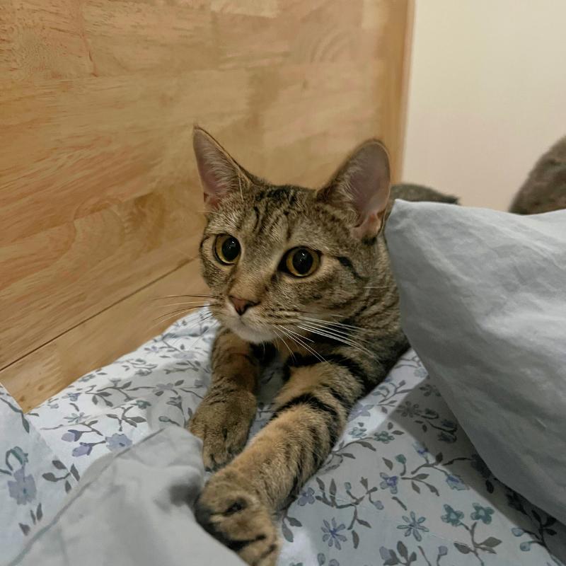 Enlarge Itsy, a ADOPTABLE Domestic Short Hair in Port Chester, NY image 3/4