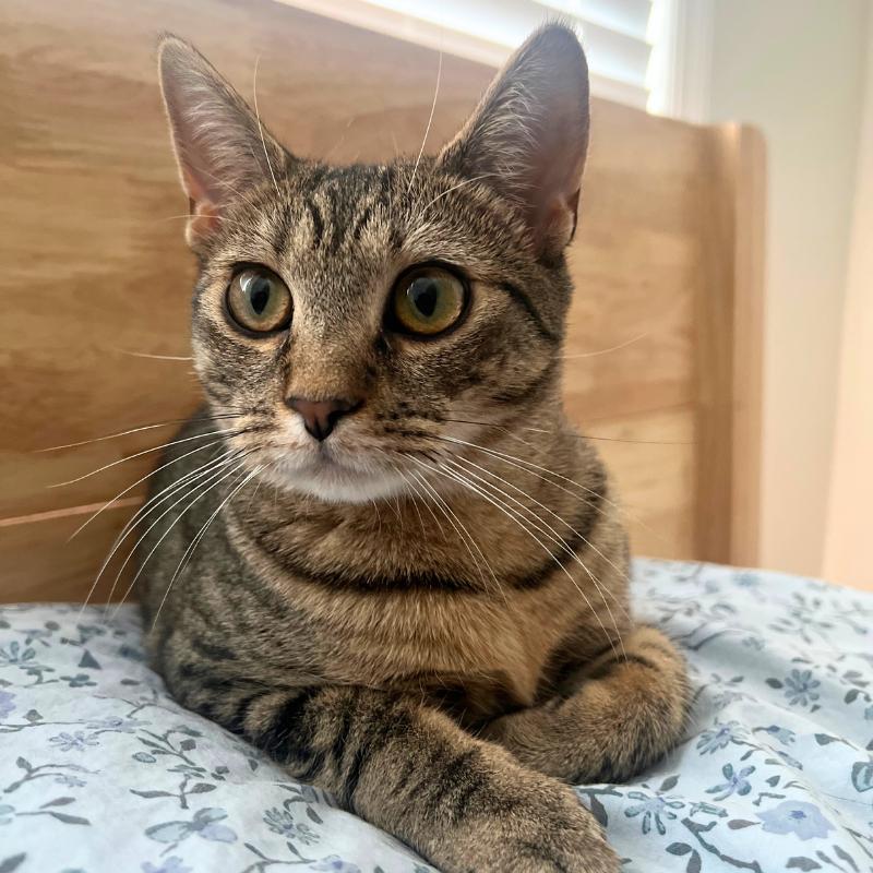 Enlarge Itsy, a ADOPTABLE Domestic Short Hair in Port Chester, NY image 1/4