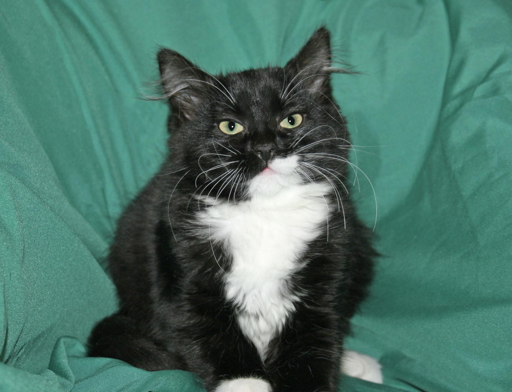 Enlarge Magdolena, a ADOPTABLE mixed breed in Victoria, MN image 2/4