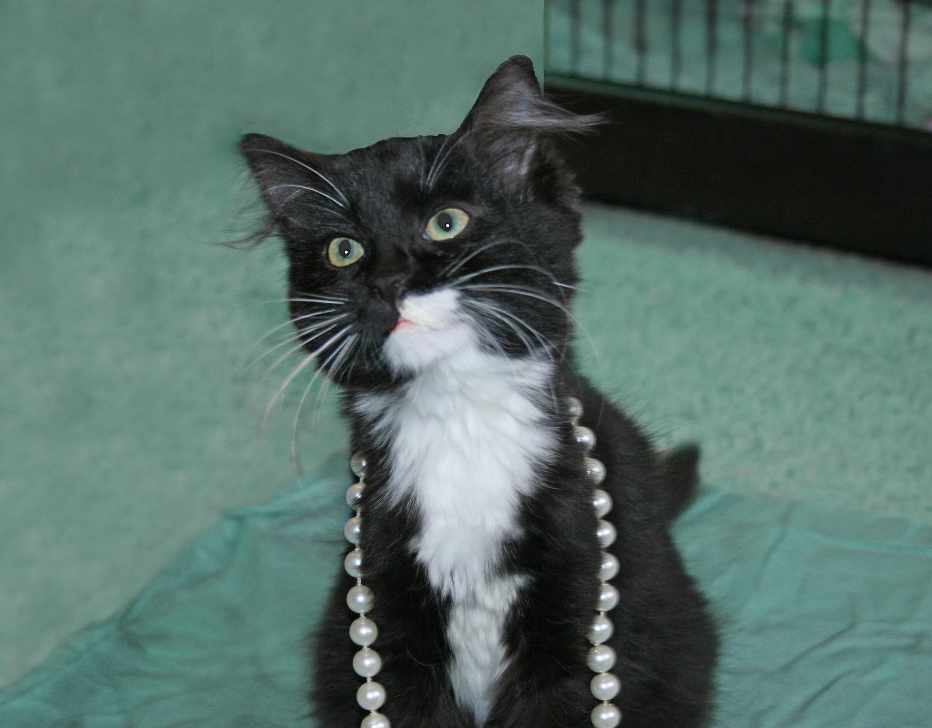 Enlarge Magdolena, a ADOPTABLE mixed breed in Victoria, MN image 3/4