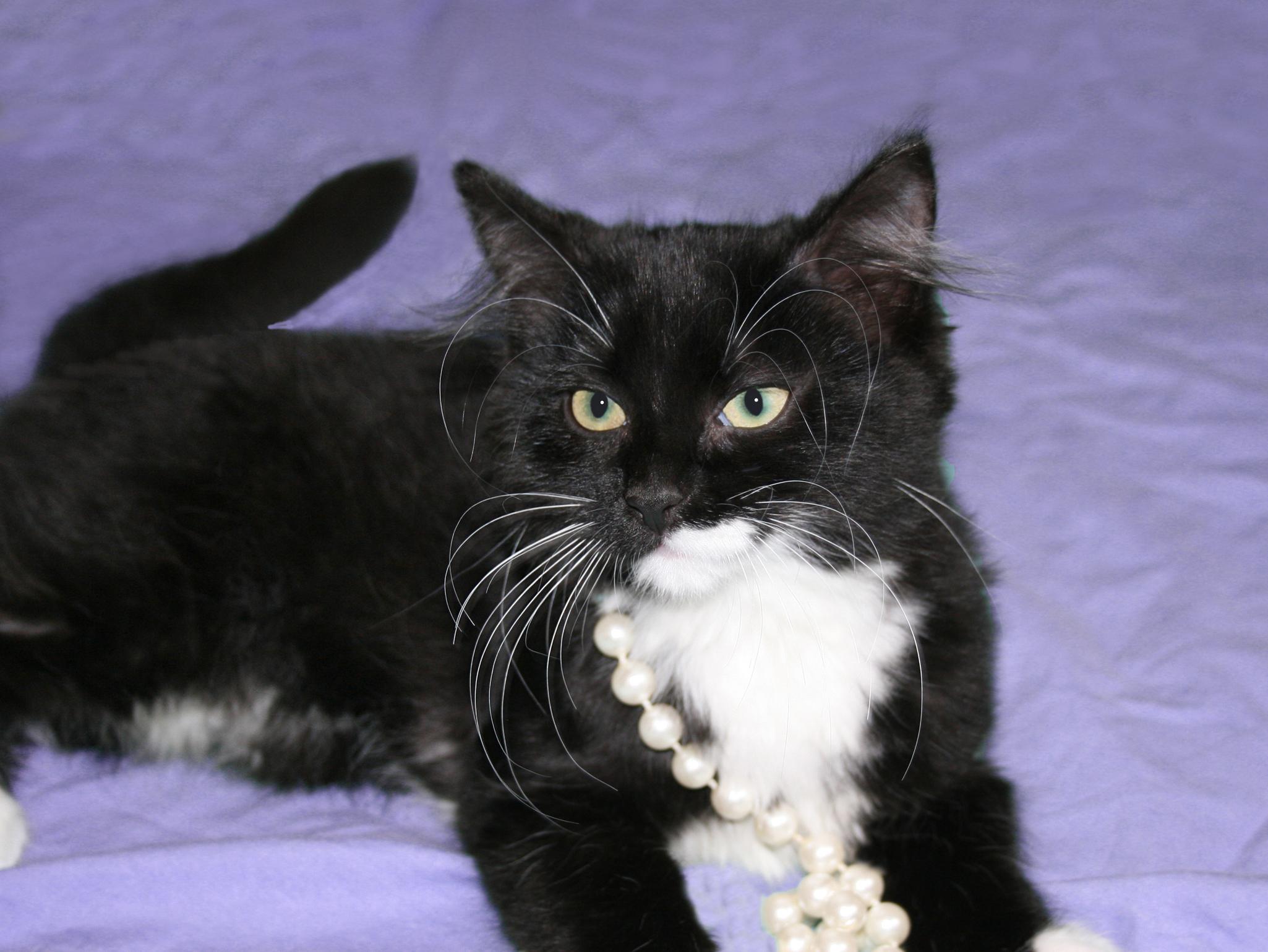Magdolena, ADOPTABLE, Young Female Tuxedo & Domestic Medium Hair.