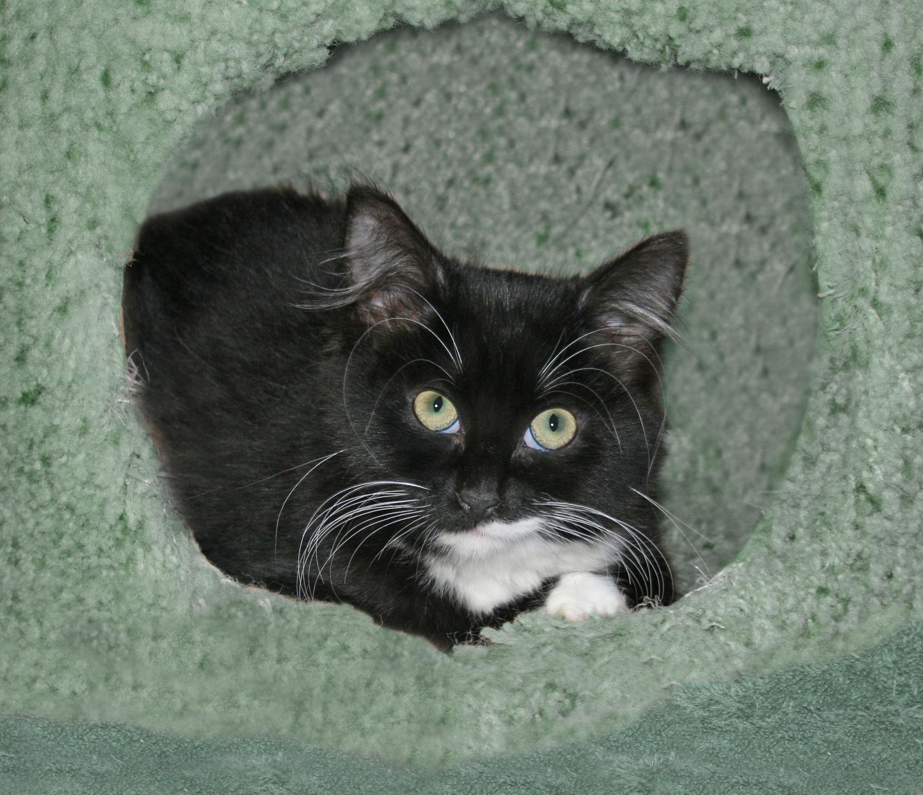 Enlarge Magdolena, a ADOPTABLE mixed breed in Victoria, MN image 4/4