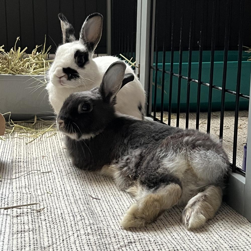 Smokey and Remi, Adoptable, Adult Female Dwarf & English Spot.