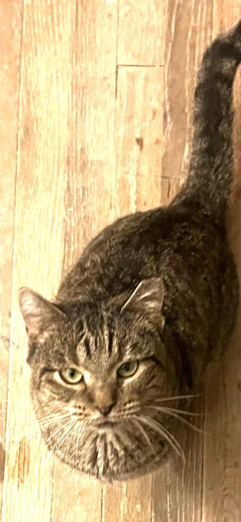 Bonnie, Adoptable, Young Female Domestic Short Hair.