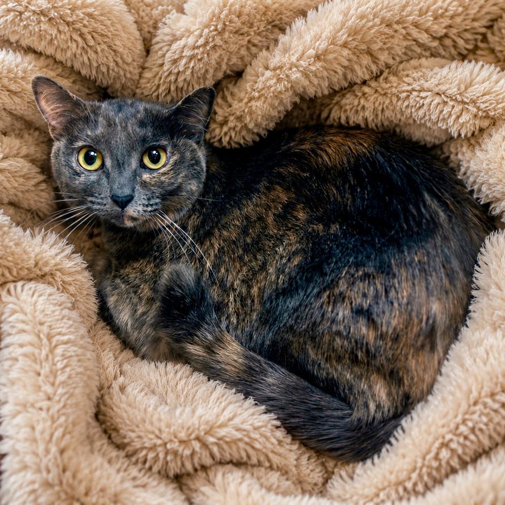 Enlarge Bailey, a Adoptable mixed breed in Las Vegas, NV image 1/3